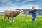 handtamme schapen, ooien, Dieren en Toebehoren, Schapen, Geiten en Varkens, Vrouwelijk, Schaap