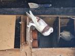 1 couple disponible pigeons boulant., Meerdere dieren, Kropper