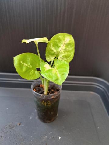 Syngonium mango allusion nr 43 beschikbaar voor biedingen