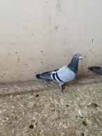 Duiven, Dieren en Toebehoren, Vogels | Duiven, Vrouwelijk, Postduif