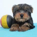 Yorkshire Terriër - chiots Belges à vendre, Animaux & Accessoires, Parvovirose, Plusieurs, Yorkshire Terrier, Belgique