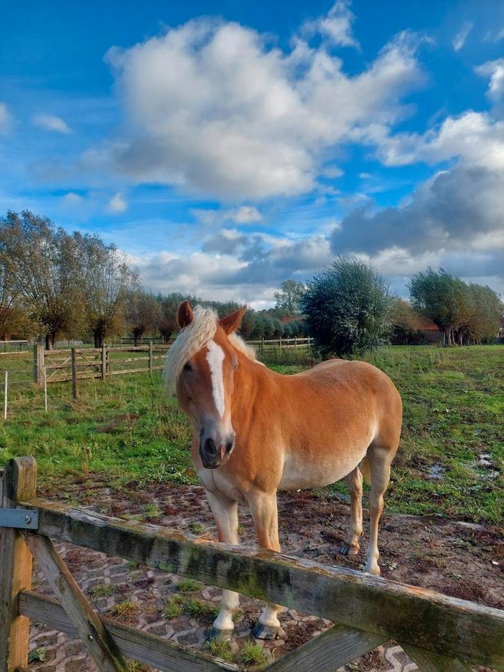 Haflinger merrie, Dieren en Toebehoren, Paarden en Pony's | Dekhengsten en Fokmerries, Merrie