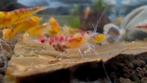 Calceo Red Caridina Garnalen, Dieren en Toebehoren, Vissen | Aquariumvissen, Kreeft, Krab of Garnaal