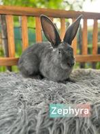 TER ADOPTIE!! Gevaccineerde voedster, Dieren en Toebehoren, Middelgroot