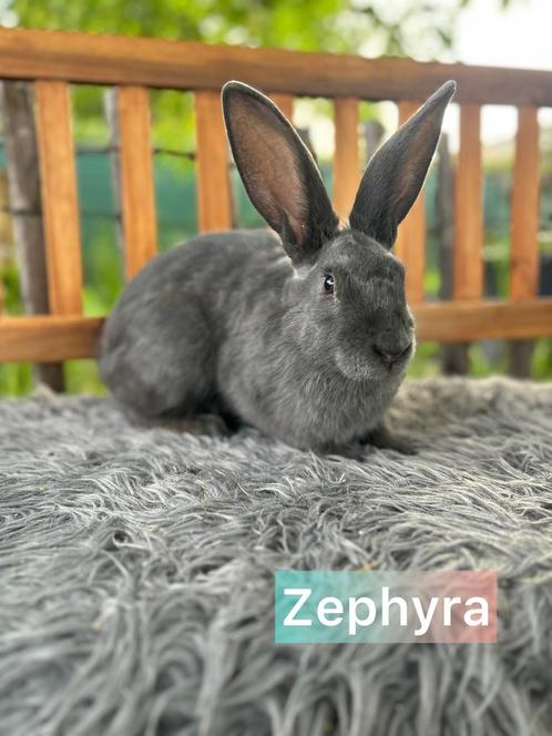 TER ADOPTIE!! Gevaccineerde voedster, Dieren en Toebehoren, Konijnen, Middelgroot