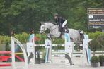 Betrouwbare allround ruin, Springpaard, Gechipt, Ruin, M