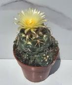 Coryphantha elephantidens, Ophalen of Verzenden