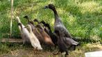 Indische loopeend / jonge dieren. Kunnen weg op 8 weken., Dieren en Toebehoren, Pluimvee