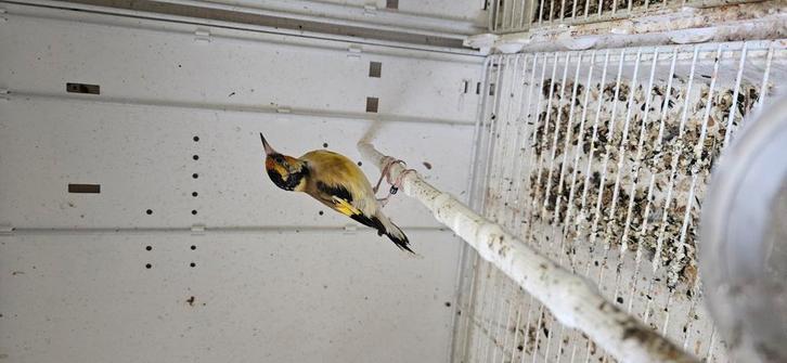 Parva putters, Dieren en Toebehoren, Vogels | Overige Vogels