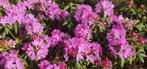 Rododendrons   20 eu  per stuk, Jardin & Terrasse, Plantes | Jardin, Enlèvement ou Envoi