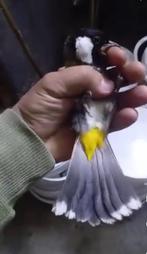 BuulBuul 3koppels tekoop, Dieren en Toebehoren, Vogels | Overige Vogels