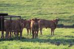 Morvan: Genieten in een fantastische streek..., 4 of meer slaapkamers, Bourgogne, Landelijk, Eigenaar