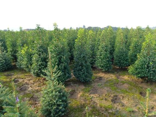 Coniferen en groenblijvende hagen, Tuin en Terras, Planten | Struiken en Hagen, Haag, Conifeer, 100 tot 250 cm, Ophalen