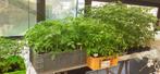 tomaten / paprika planten, Enlèvement, Annuelle, Plantes potagères
