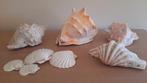 Diverse grote schelpen, prijs ovt!, Verzamelen, Mineralen en Fossielen, Ophalen of Verzenden, Schelp(en)