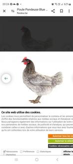 A donner 6 poules pondeuse, Bleu des Landes., Animaux & Accessoires, Volatiles