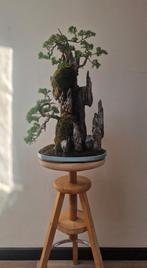 𝗣𝗿𝗮𝗰𝗵𝘁𝗶𝗴𝗲 𝗝𝘂𝗻𝗶𝗽𝗲𝗿𝘂𝘀 Chinensis Bonsai, .., Lente, Minder dan 100 cm, Volle zon, In pot