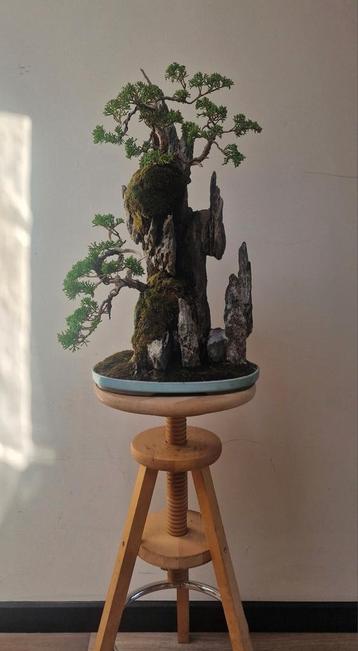 𝗣𝗿𝗮𝗰𝗵𝘁𝗶𝗴𝗲 𝗝𝘂𝗻𝗶𝗽𝗲𝗿𝘂𝘀 Chinensis Bonsai, .., Enlèvement ou Envoi, En pot, Moins de 100 cm, Plein soleil