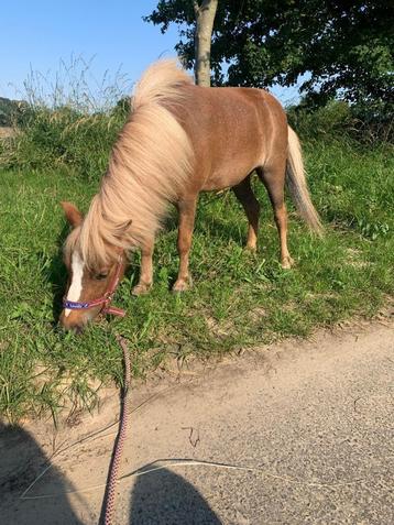 Miniatuurpaard - AMHA/BMP, Dieren en Toebehoren, Pony's, Merrie, Niet van toepassing, Gechipt, 3 tot 6 jaar