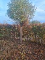 bolacacia te koop 2 stuks, Tuin en Terras, Overige soorten, Lente, 250 tot 400 cm, Ophalen