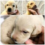 Labrador retriever pups, België, CDV (hondenziekte), 8 tot 15 weken, Labrador retriever