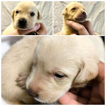 Labrador retriever pups  beschikbaar voor biedingen