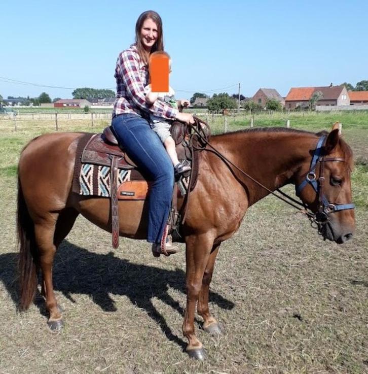 quarter merrie 2011, Dieren en Toebehoren, Paarden, Merrie, Zadelmak, Minder dan 160 cm, 11 jaar of ouder, Westernpaard, Met stamboom