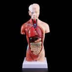 Anatomische torso, Ophalen of Verzenden