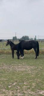 Eerste premie BWP merrie veulen aan betaalbare prijs, Animaux & Accessoires, Chevaux, 165 à 170 cm, 0 à 2 ans, Cheval de saut