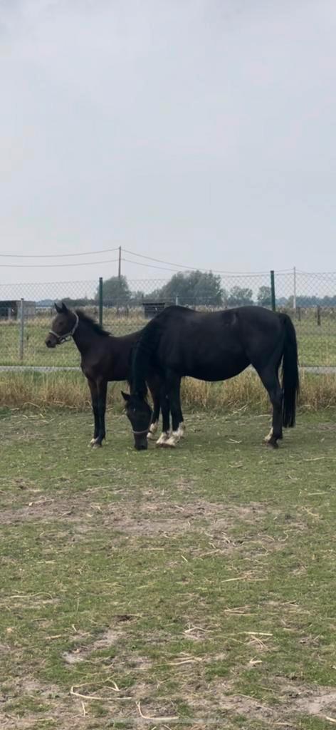 Eerste premie BWP merrie veulen aan betaalbare prijs, Animaux & Accessoires, Chevaux, Jument, Ne s'applique pas, 165 à 170 cm