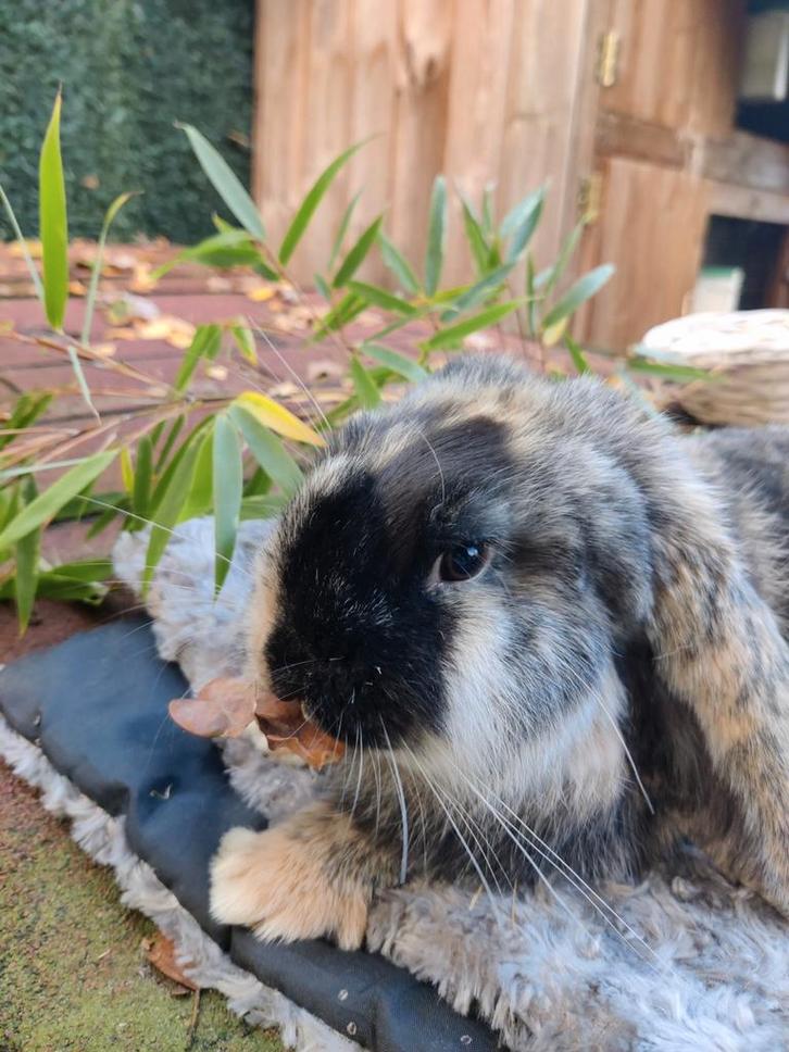Prachtige Franse hangoor Ram, Dieren en Toebehoren, Konijnen, Groot, Mannelijk, 0 tot 2 jaar, Hangoor