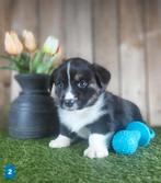 Welsh Corgi Cardigan pups, Dieren en Toebehoren, Parvo, België, 8 tot 15 weken, Meerdere