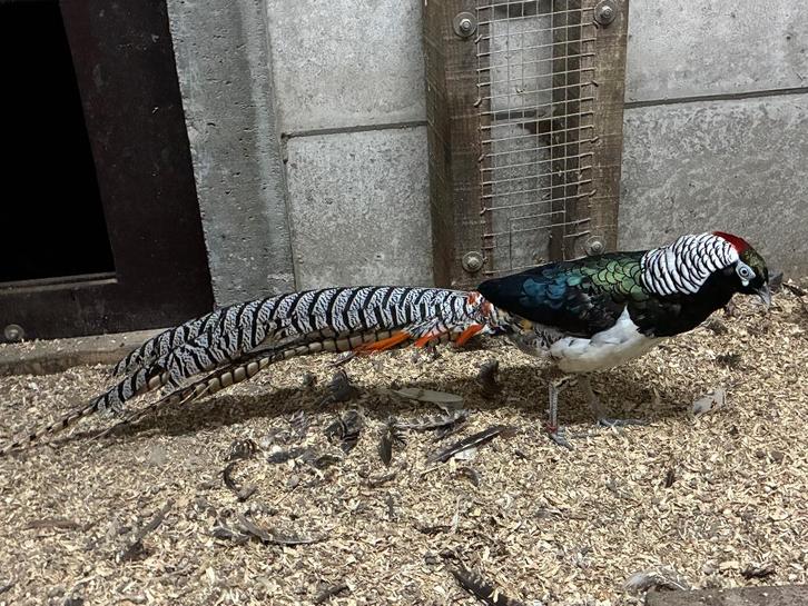 Trio de faisans, Animaux & Accessoires, Volatiles, Autres espèces, Plusieurs animaux