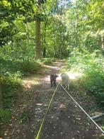 Dogsitter, Februari, Meerdere dieren