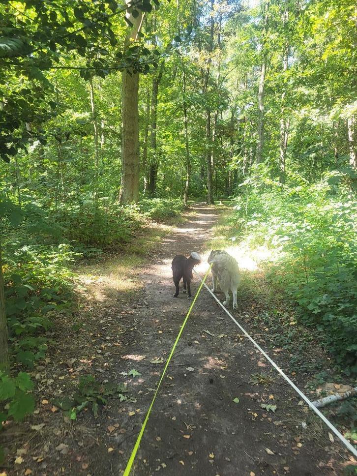 Dogsitter, Dieren en Toebehoren, Overige Dieren, Meerdere dieren, Februari