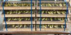 gevraagd voor de export waterslager kanaries, Dieren en Toebehoren, Mannelijk, Zangkanarie