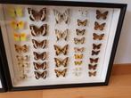 vlinderkasten, Overige soorten, Opgezet dier, Gebruikt, Ophalen