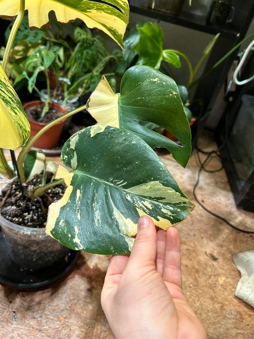 Monstera deliciosa aurea „pompom”, Huis en Inrichting, Kamerplanten, Ophalen of Verzenden