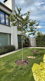Amelanchier lamarckii 2 stuks krentenboom 10/12, Ophalen
