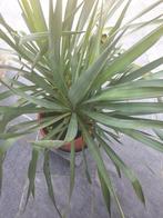 Yucca filamentosa palmlelie, Volle zon, Vaste plant, Zomer, Ophalen