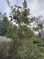 Jeune chêne pédonculé, Été, 250 à 400 cm, Autres espèces, Enlèvement