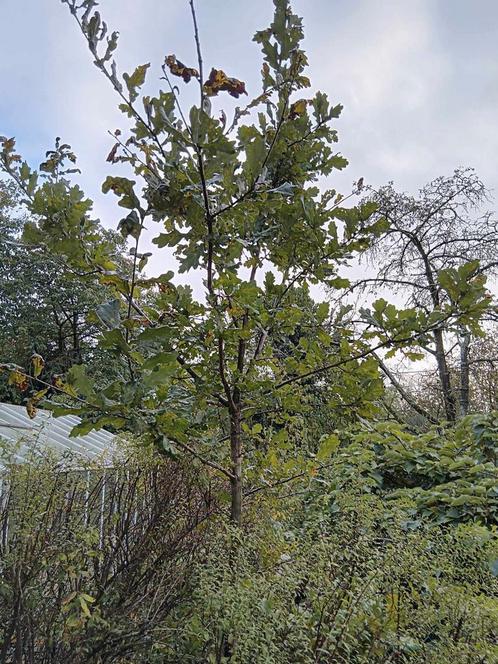Jeune chêne pédonculé, Jardin & Terrasse, Plantes | Arbres fruitiers, Autres espèces, 250 à 400 cm, Ombre partielle, Été, Enlèvement
