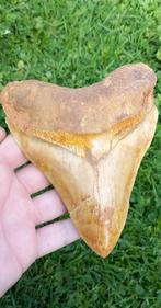 Gigantische Megalodon 14,2 cm haaientand fossiel, Ophalen of Verzenden, Fossiel