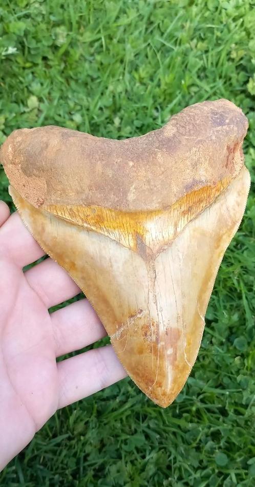 Gigantische Megalodon 14,2 cm haaientand fossiel, Verzamelen, Mineralen en Fossielen, Fossiel, Ophalen of Verzenden