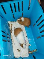 2 mannetjes cavias, Dieren en Toebehoren, Knaagdieren, Februari, Mannelijk