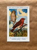 Vogels van België Nr. 144 Roodmus, Ophalen of Verzenden, Ongelopen, Vogel