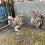 Zijdehoenders, Dieren en Toebehoren