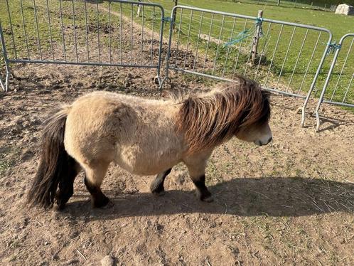 shetland, Dieren en Toebehoren, Pony's, Meerdere dieren, L, A pony (tot 1.17m), Met stamboom, Gechipt, Ontwormd, Ingeënt