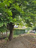 grote wilde kastanje boom voor brandhout in Halen, Tuin en Terras, Brandhout, Ophalen of Verzenden
