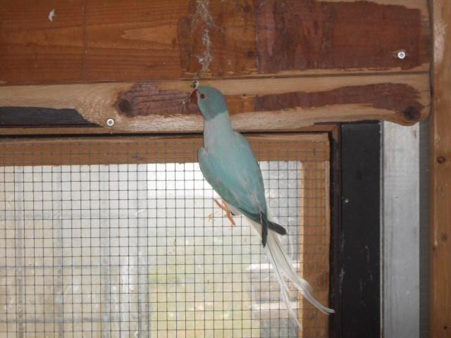 collier que pale opaline  2025, Animaux & Accessoires, Oiseaux | Perruches & Perroquets, Perruche, Plusieurs animaux, Bagué